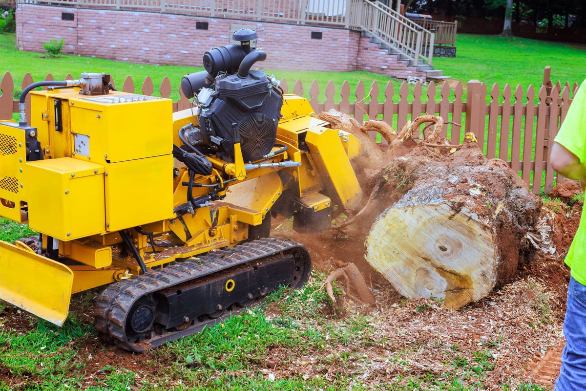 Powerful stump grinder works to eliminate large tree stump in backyard, scattering wood chips everywhere